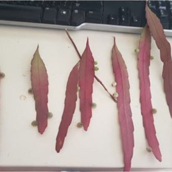 6 cuttings full sun red color mistletoe cactus pseudorhipsalis rhipsalis - Picture 5 of 5